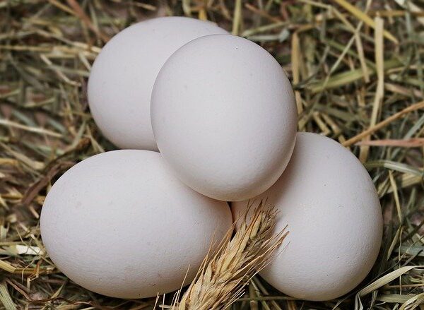 Impact of Broiler Eggs on Our Health & Wellness