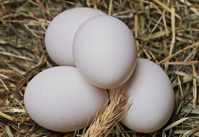 Impact of Broiler Eggs on Our Health & Wellness